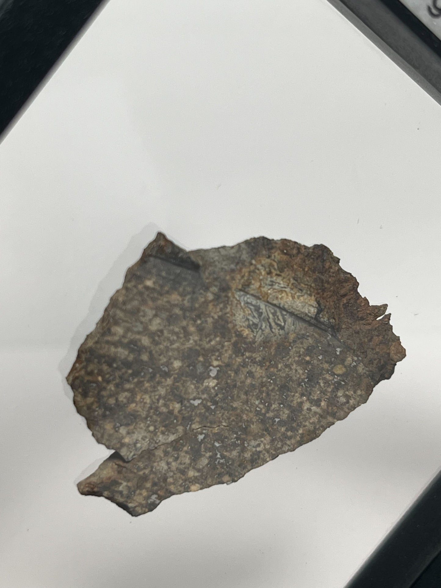 Certified TAZIZILET Specimen Meteorite Slice 6.0g - Recovered 2006, Niger - RARE